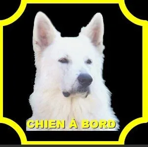 Chien à bord Ixcel fr
