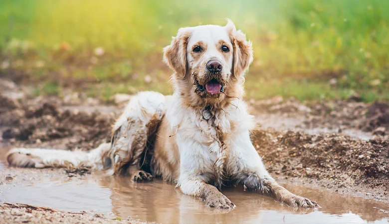 Chien mouillé après la promenade ? Gardez votre maison propre