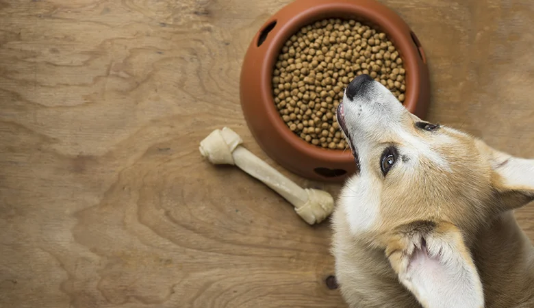 Chien refuse de manger, mais accepte les friandises