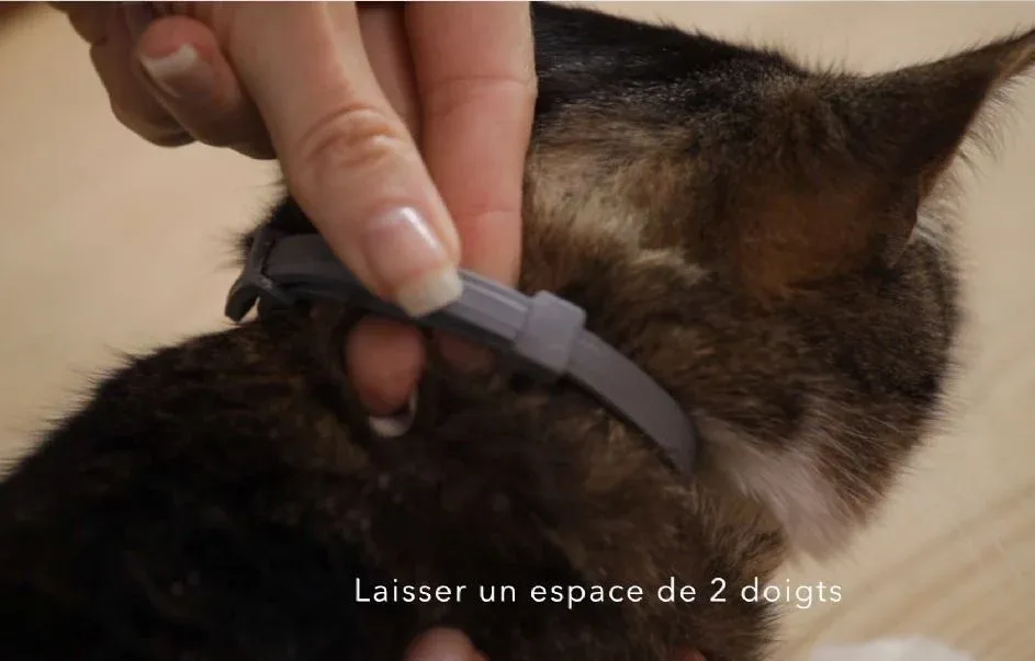Collier Antiparasitaire Seresto Chat - Image 2