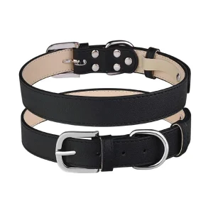 Collier chiot