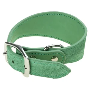 Collier chiot whippet
