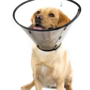 Collier Élisabeth pour chien et chat, MDC