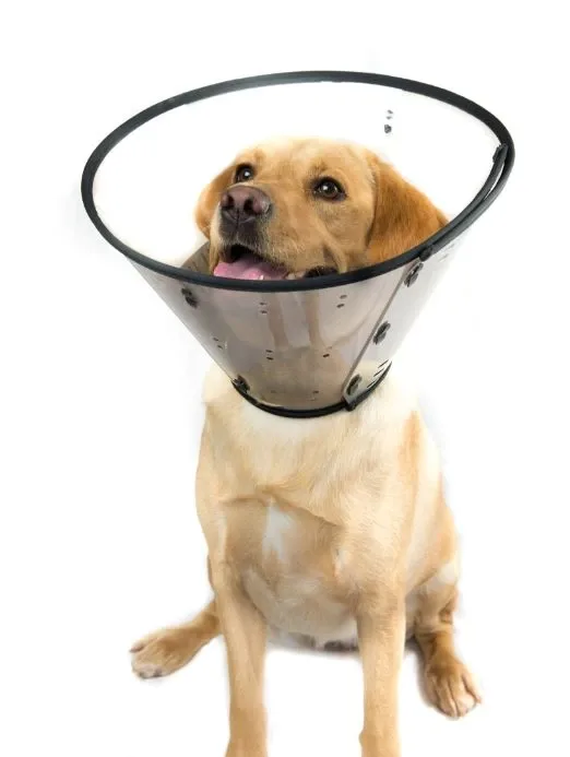 Collier Élisabeth pour chien et chat, MDC