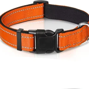 Collier hunter chien