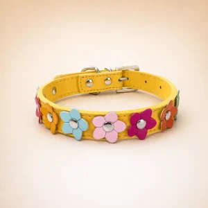 Collier pour spitz nain