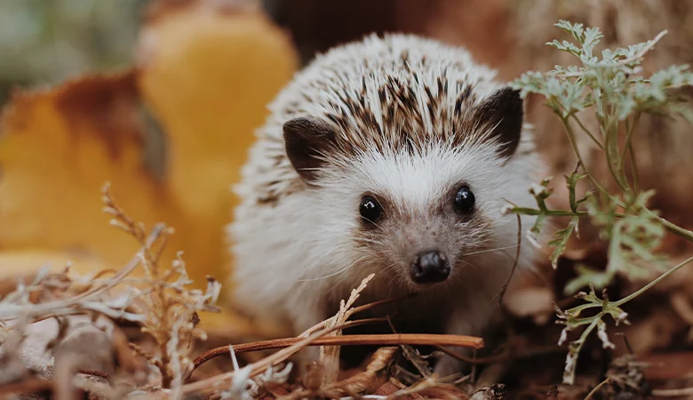 Comment aider les hérissons à passer l'automne et l'hiver