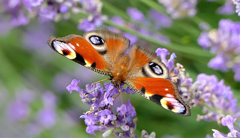 Comment créer un jardin favorable aux insectes ?
