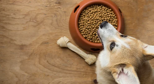 Comment donner un complément à mon chien ?