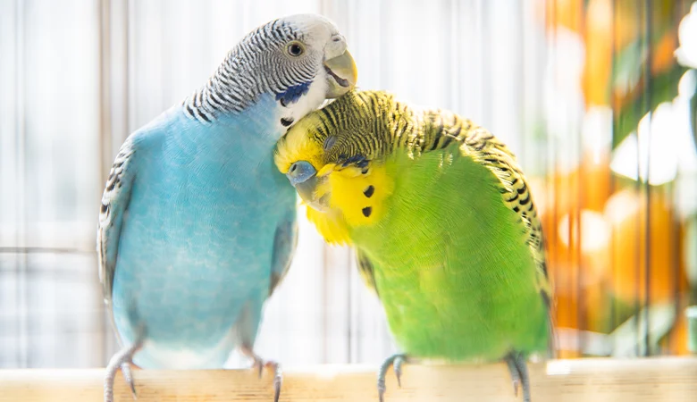 Comment éviter l’ennui chez les oiseaux ?