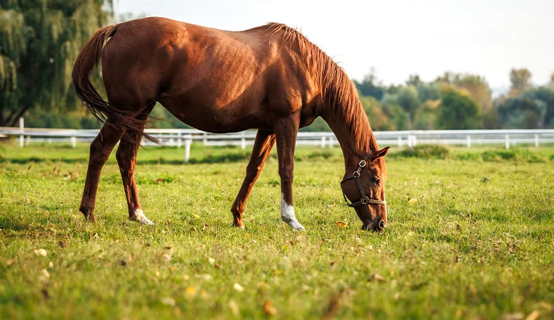 Comment préparer votre cheval pour l’été ?