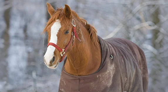 Comparaison des couvertures pour chevaux : à quoi faut-il faire attention lors de l’achat ?
