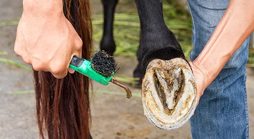 Conseils pour l’entretien des sabots chez le cheval | Quand appeler le maréchal