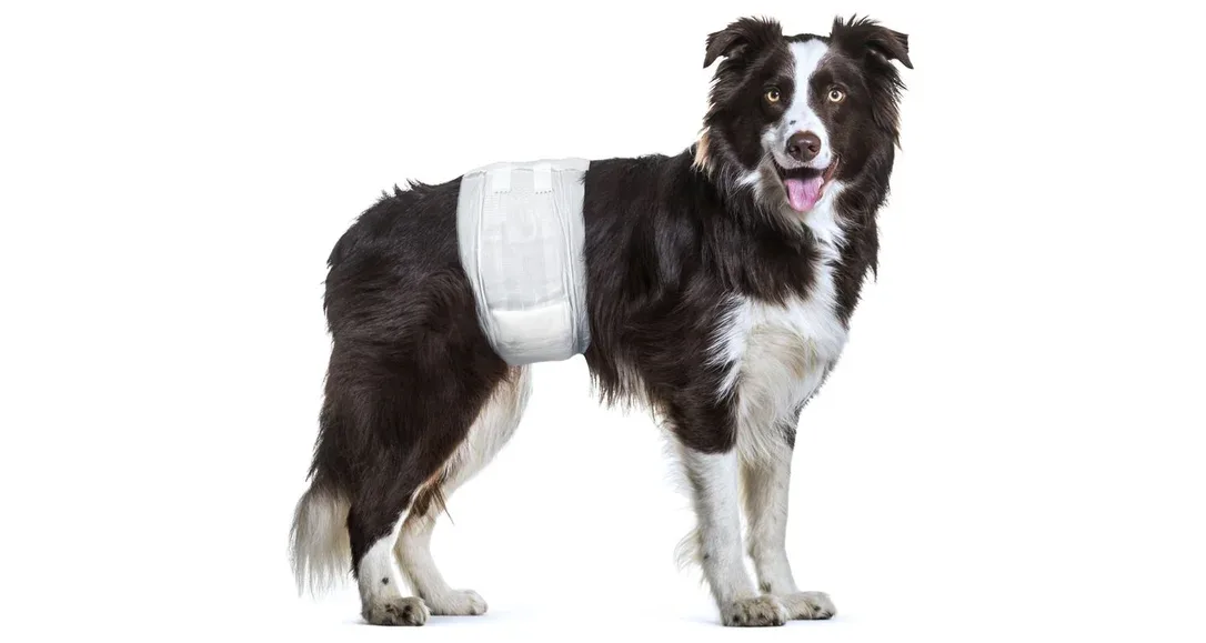 Couches pour chien mâle