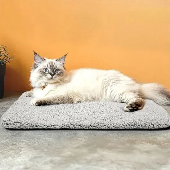 Coussin Chat | Ultra-Confort