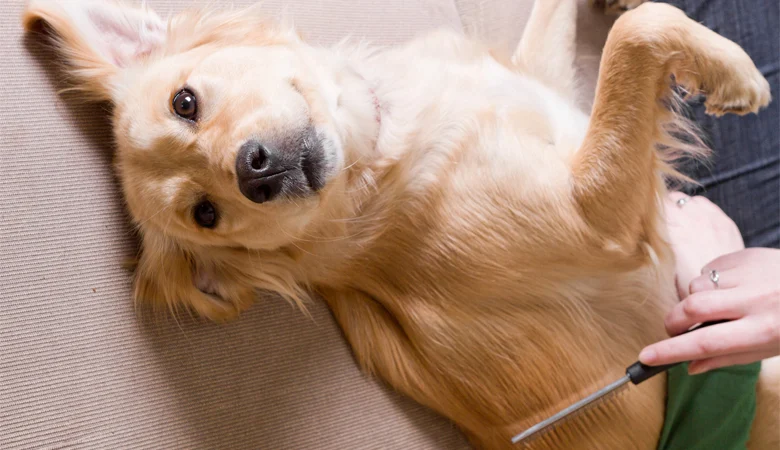 Dans cet article, nous vous donnons les meilleurs conseils vétérinaires pour prendre soin du pelage de votre animal en été.