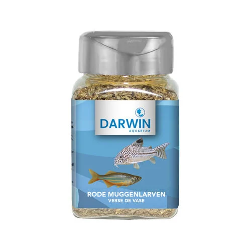 Darwin Larves de moustiques rouges