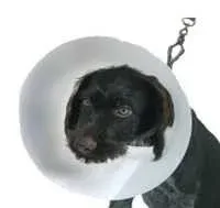 Dimac Tête de Protection Buster-Clic – France