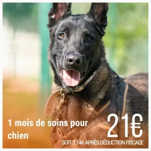 Don – 1 mois de soins pour un chien