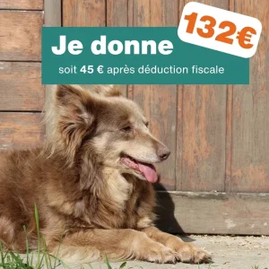 Don de 132€ – Pour 6 mois de soins pour un chien