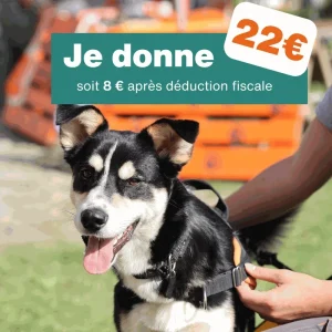 Don de 22€ – Pour 1 mois de soins pour chien