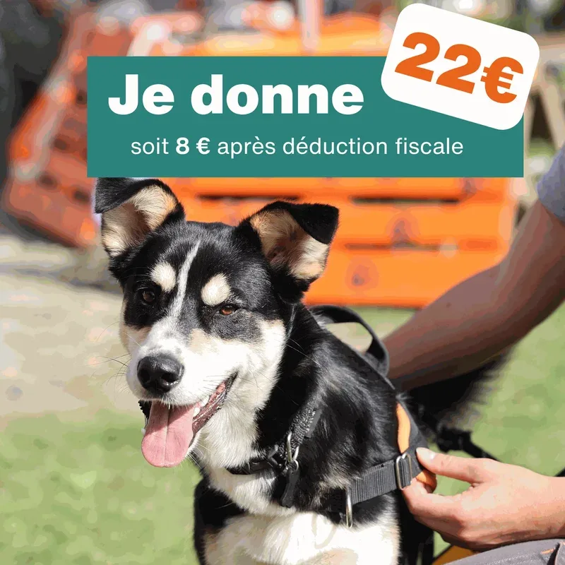 Don de 22€ – Pour 1 mois de soins pour chien