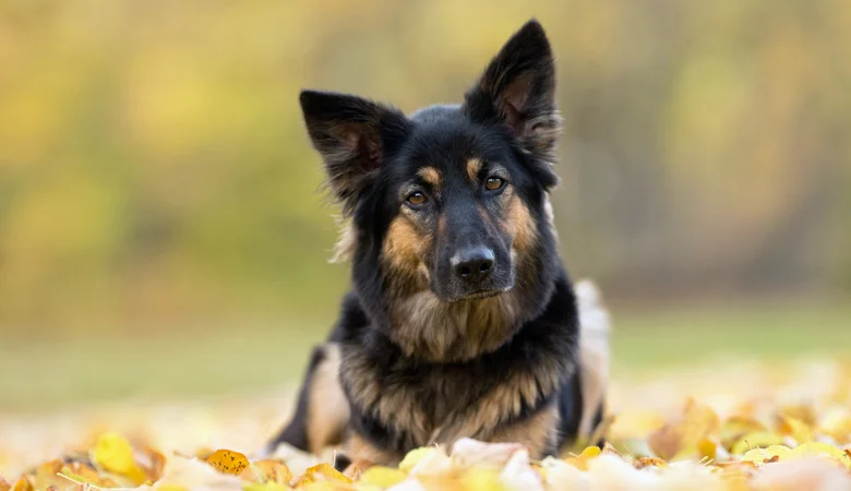 Du calcul des années de chien aux années humaines