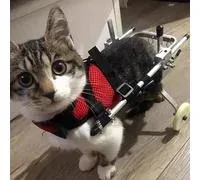 Fauteuil roulant pour chat pour pattes arrière paralysées, équipement de marche en fauteuil roulant pour animaux de compagnie en aluminium, chariot à roues d’entraînement de rééducation, gra – Comparez les prix et achetez sur