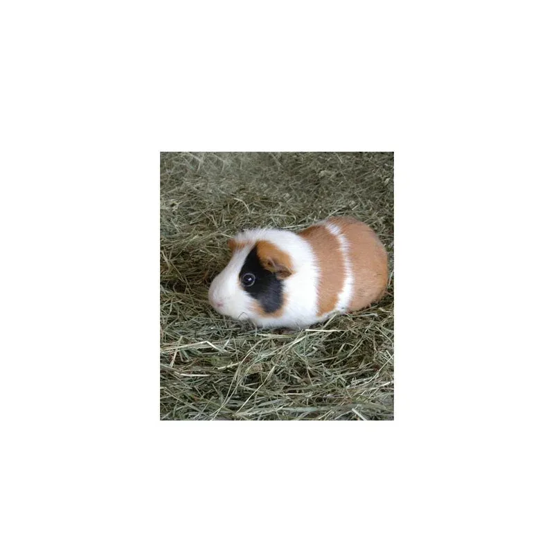 Foin De Crau – Sac de 1,5 kg