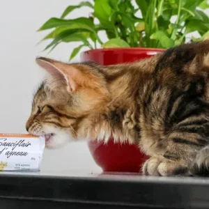 Friandises de Récompense et d’éducation pour Chat et Chaton – Playou – Friandises Naturelles & Jouets pour Chats et Furets
