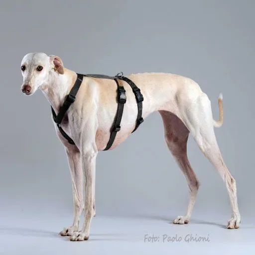 Haqihana Harnais pour chiens Doppia H – France