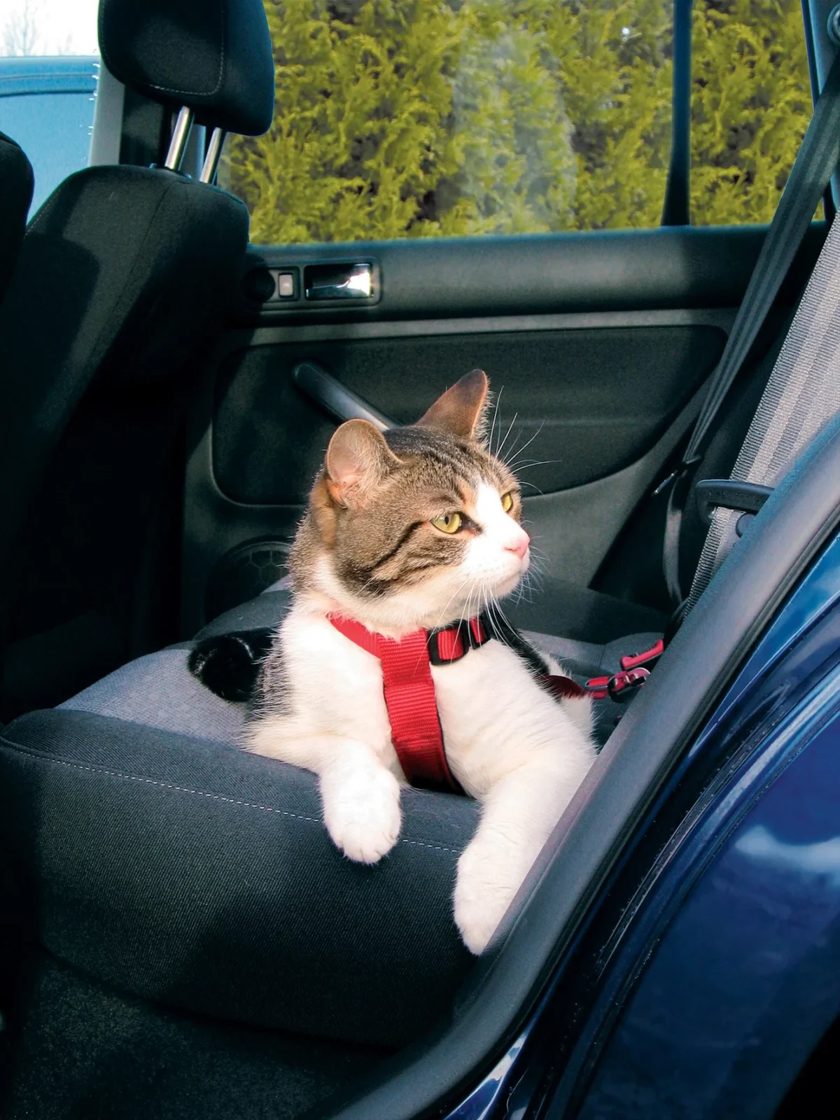 Harnais chat voiture - Image 2
