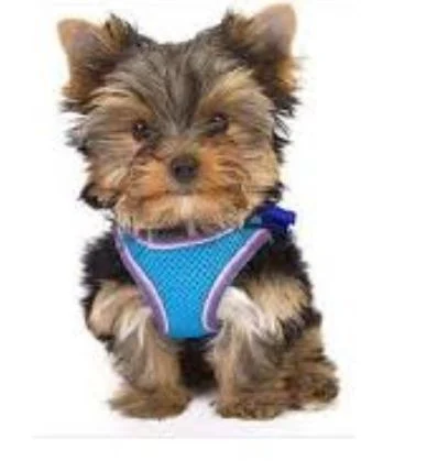 Harnais Comfort Mesh pour petit chien bleu, Lil Pals - Image 2
