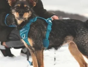 Harnais de contrôle Momentum saphir, pour chien RC Pets