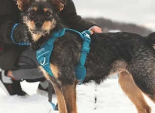 Harnais de contrôle Momentum saphir, pour chien RC Pets