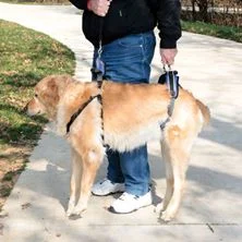 Harnais de soulèvement avant et arrière pour chien, Petsafe - Image 2