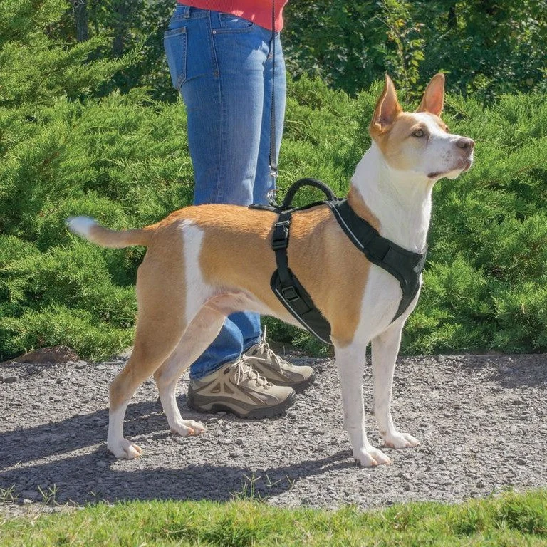 Harnais EasySport chien - Image 2