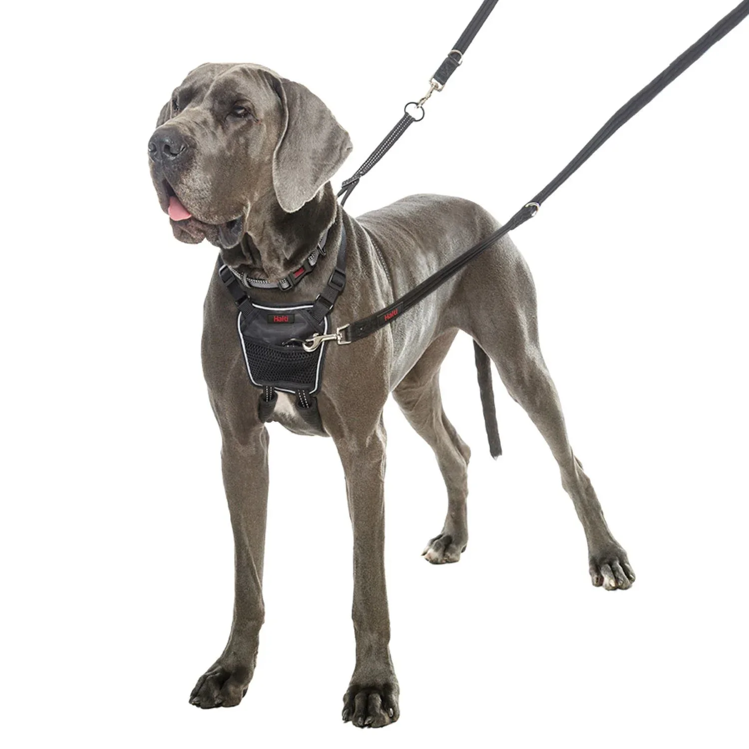 Harnais Non-Pull Halti chien - Image 2