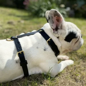 Harnais pour chien en cuir CARCHARODON CARCHARIAS