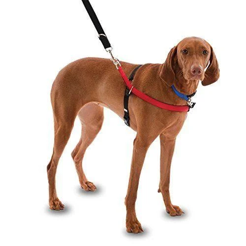Harnais pour chien Walkezee