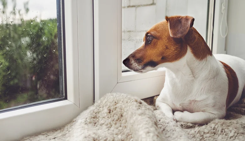 Il n'est pas toujours facile pour les chiens d'être séparé de son maître. Cet article vous explique ce qu'est l'anxiété de séparation.