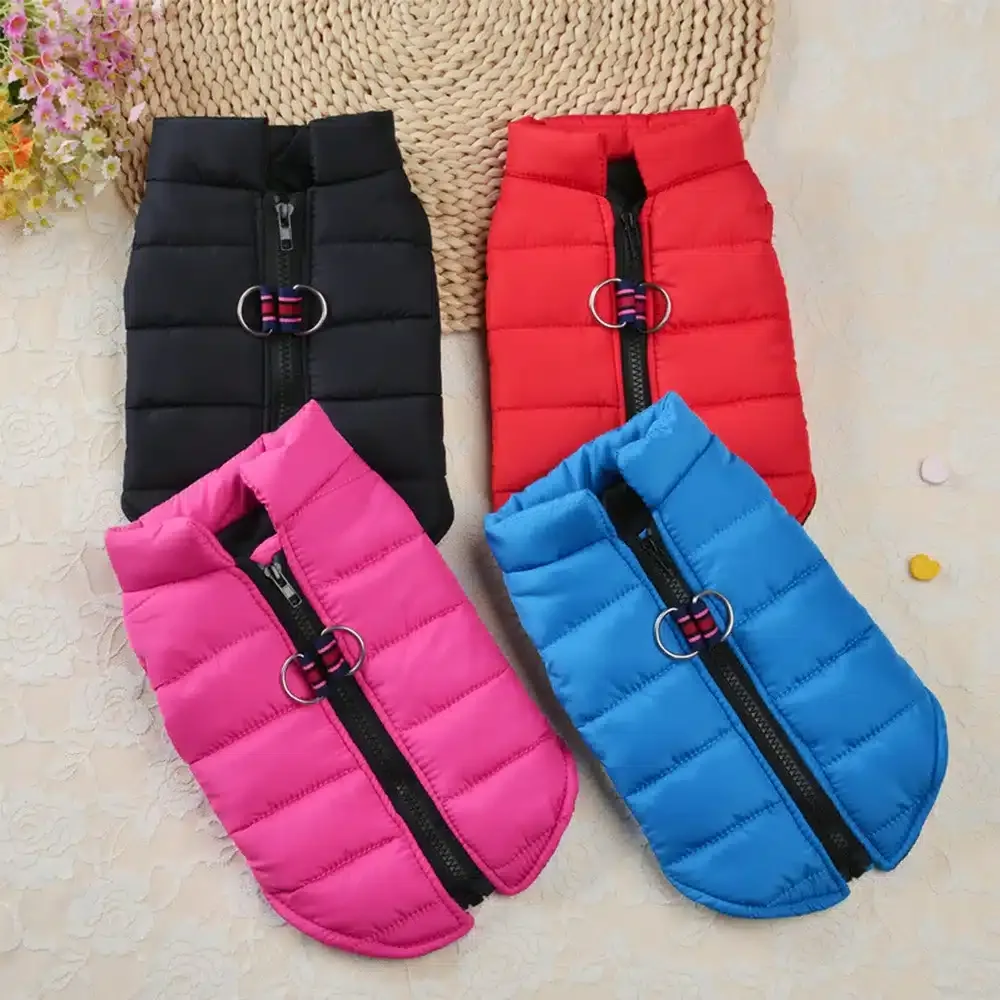 Impermeable chihuahua
