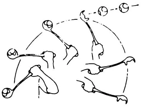 Jeu lanceur de balle Maxi Speed chien - Image 2