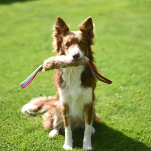 Jouet Flexipets Fourrure de lapin chien