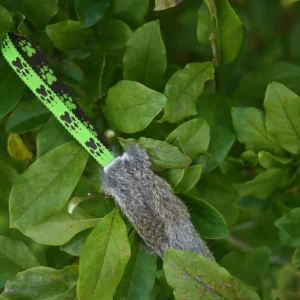 Jouet Flexipets rabbit mini 1 anse