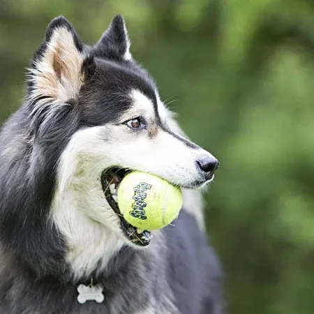 Jouet Kong balle tennis L x 2 - Chien - Image 2