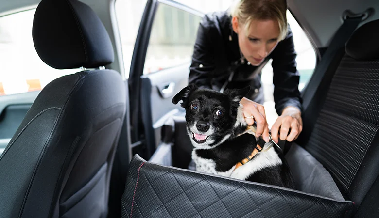 Kit d'urgence ? N'oubliez pas votre animal de compagnie !