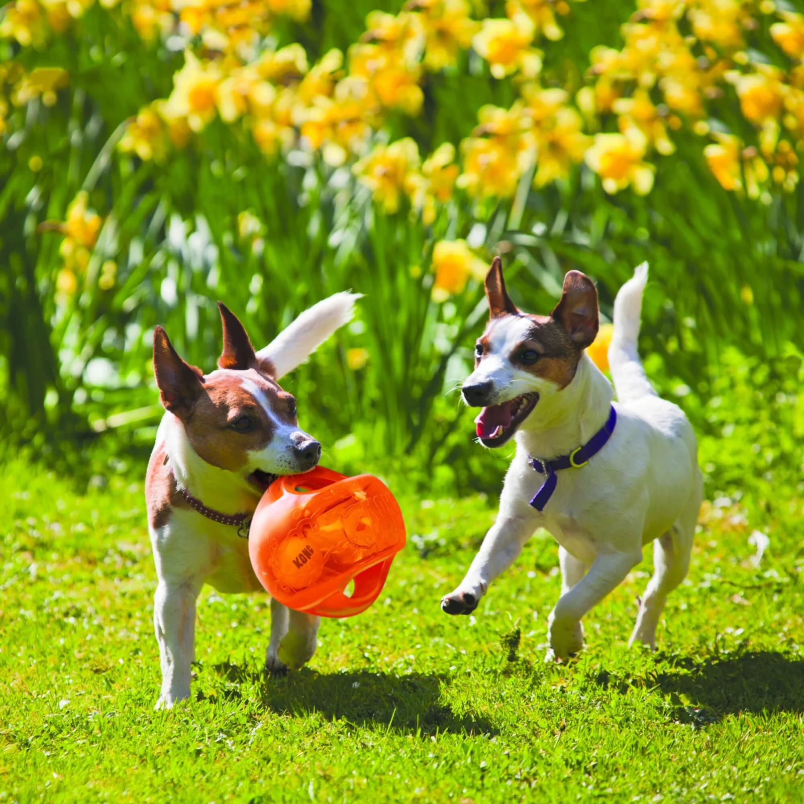 KONG - Jouet Balle Jumbler Ball pour Chien - Image 2