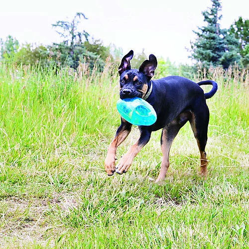 KONG - Jouet Balle Jumbler Foot pour Chien - Image 2
