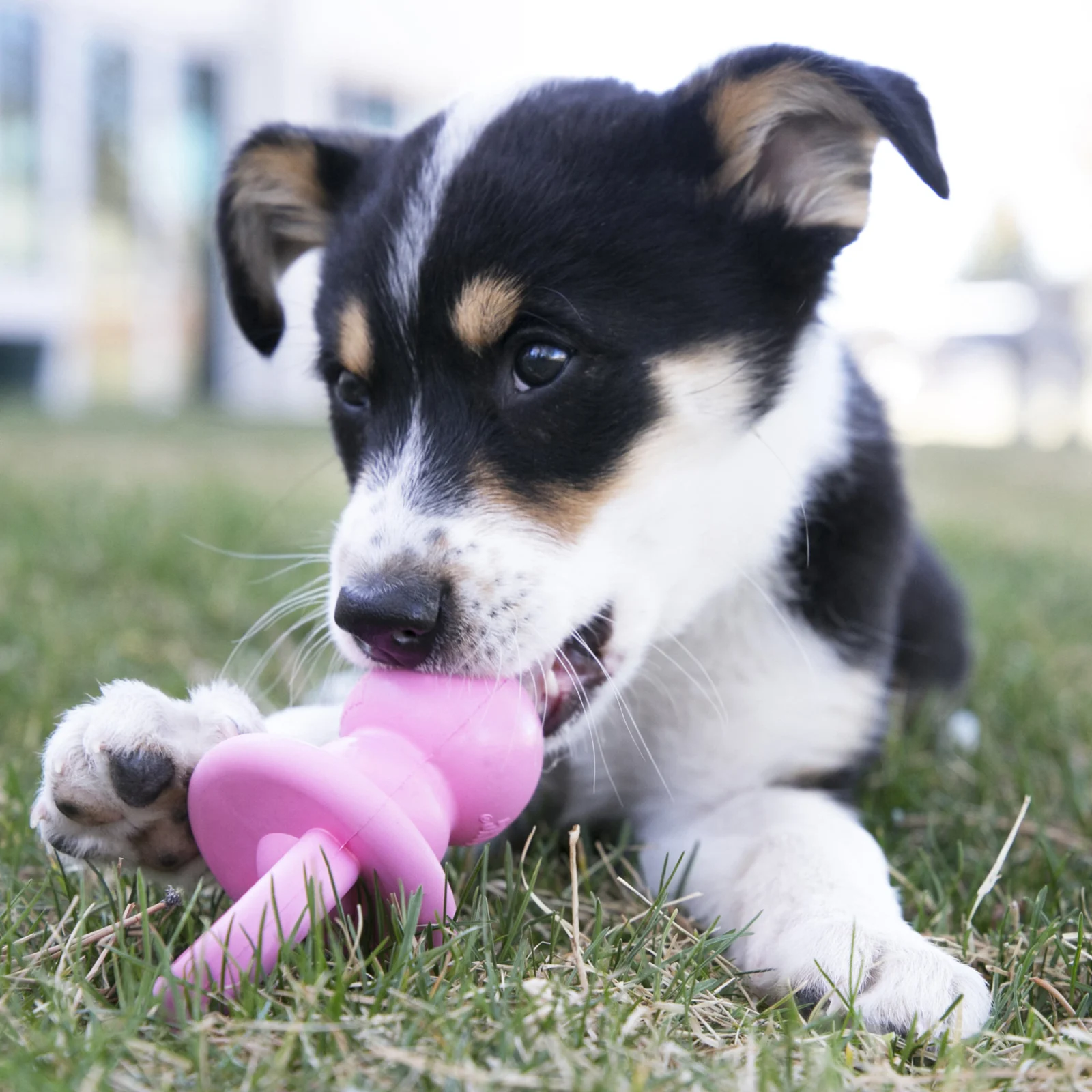 KONG - Jouet Puppy Binkie pour Chiot - Image 2